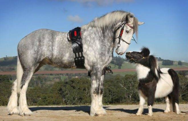 Самая большая лошадь в мире: фото, размеры