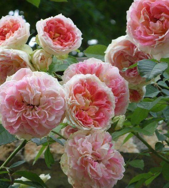 Роза «цезарь» (21 фото): описание плетистого сорта и правила его выращивания