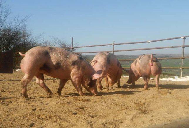 Пьетрен — порода свиней: характеристика, отзывы