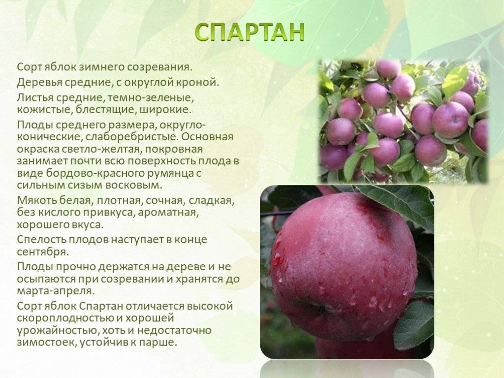 Яблоня спартан: характеристика и описание сорта, выращивание и уход