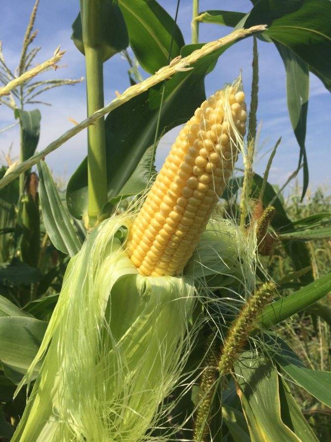 Кукуруза: технология возделывания, особенности посадки, выращивания и ухода  — vkmp