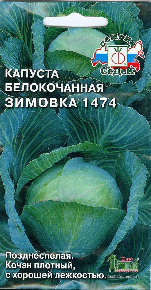 Сорта капусты для Урала. Зимовка капуста описание. Капуста поздняя лучшие сорта. Капуста зимовка 1474 характеристика и описание.