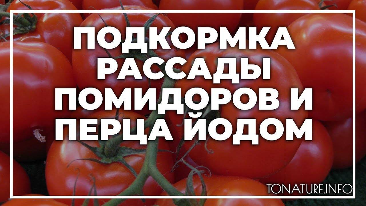 Подкормка помидор и перца: дрожжами, йодом. чем подкармливать рассаду, томаты в открытом грунте, теплице