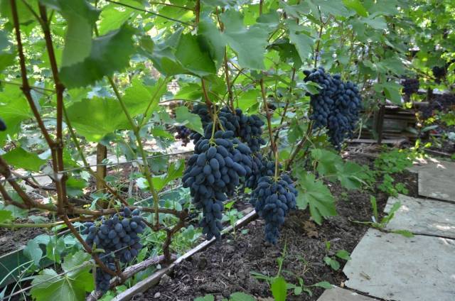 Столовый виноград сорта атос: его преимущества и недостатки, особенности ухода