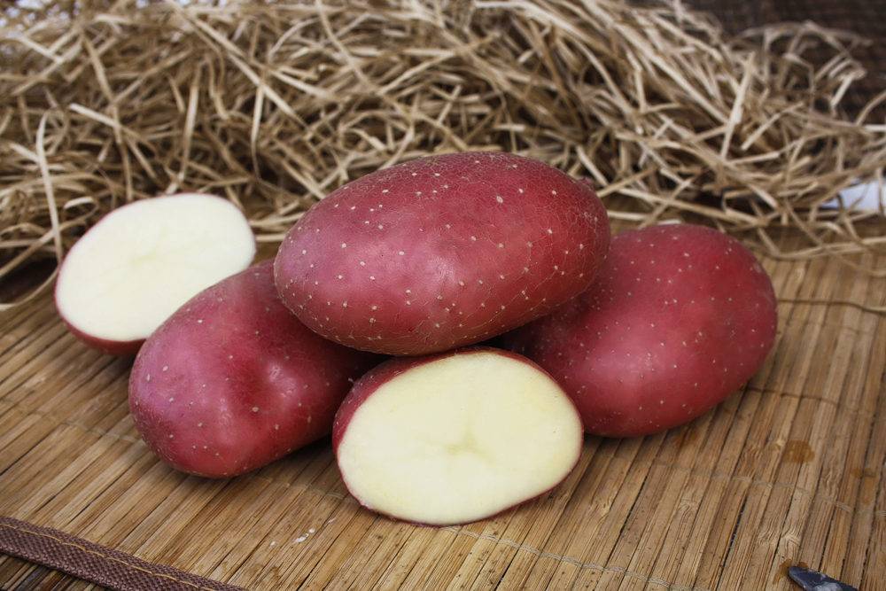 Картофель сорт ажур: характеристика, выращивание, отзывы о вкусовых качествах