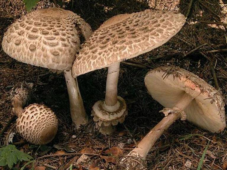Зонтик краснеющий - описание, где растет, ядовитость гриба