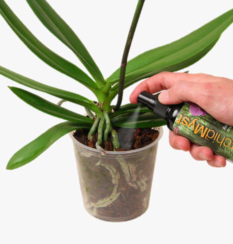 Когда надо поливать орхидею после покупки в домашних условиях, как понять, что пора и как узнать о необходимости увлажнения?