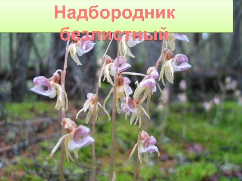 Надбородник безлистный epipogium aphyllum | красная книга россии.