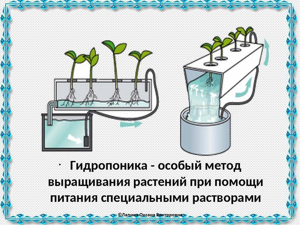 Гидропоника. основные методы и способы выращивания огородных культур дома — викистрой