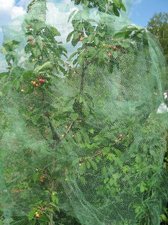 Как защитить урожай от птиц, в том числе черешню, вишню, клубнику, малину, смородину и другие ягоды, деревья и кусты | golubevod.net