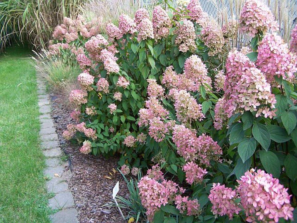 Гортензия метельчатая мэджикал кэндл (hydrangea paniculata magical candle): фото, описание, посадка и уход