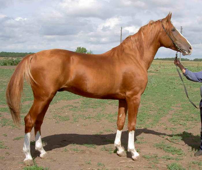 Донская лошадь — происхождение породы, характеристика, перспективы разведения. | cельхозпортал