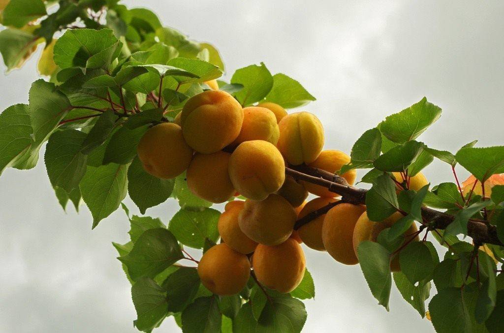 Зимостойкие сорта абрикосов: самые лучшие, вкусные, морозоустойчивые для сибири, урала, подмосковья, отзывы о выращивании