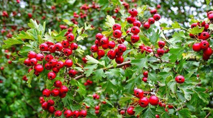Боярышник крупноплодный – полезные свойства, выращивание и вкусные рецепты