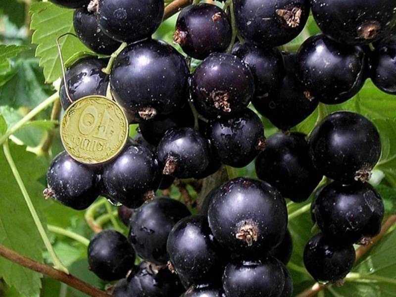 Крупноплодный сорт чёрной смородины башкирский великан: описание и внешний вид сорта, фото