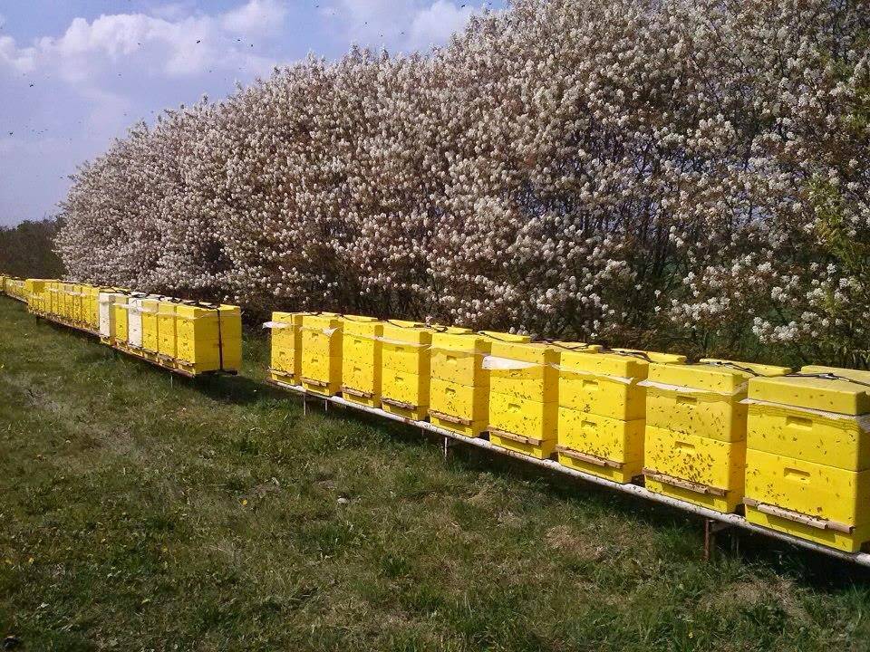 Промышленное пчеловодство: особенности создания и перспективы развития, видео