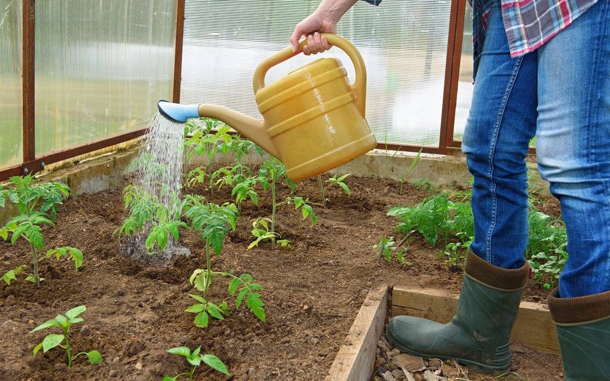 Как поливать помидоры в теплице из поликарбоната после высадки рассады