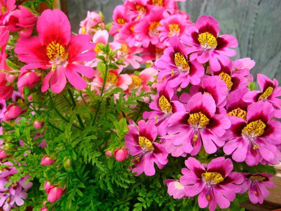 Схизантус фото описание цветок