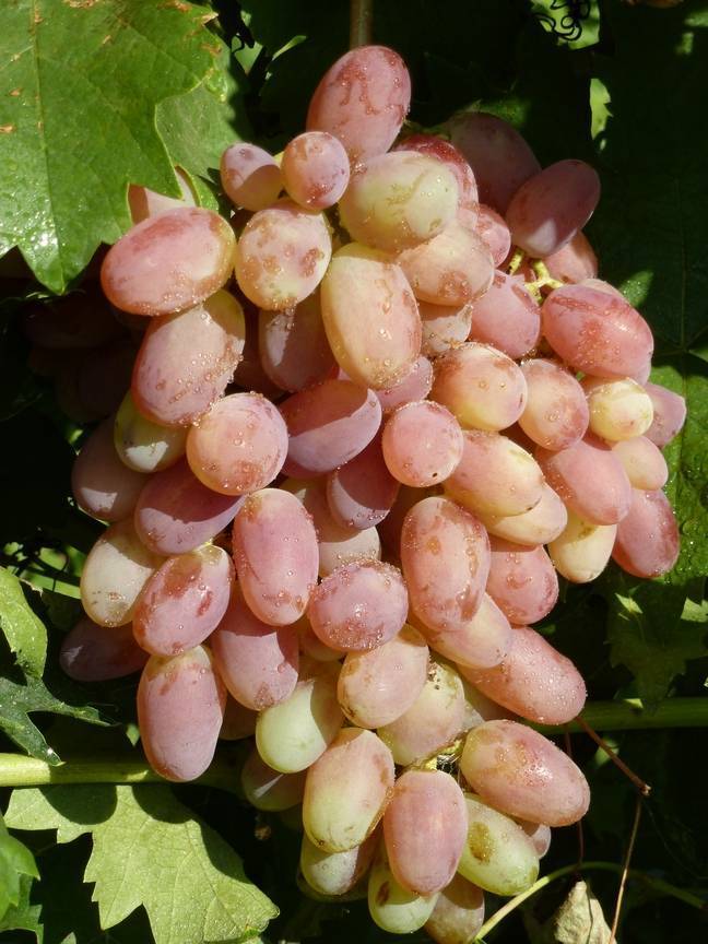 Виноград потомок ризамата — что за сорт, отзывы