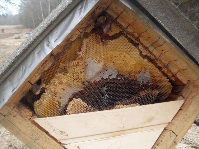 Пчеловодство в колодах — назад в прошлое или будущее современных пасек?