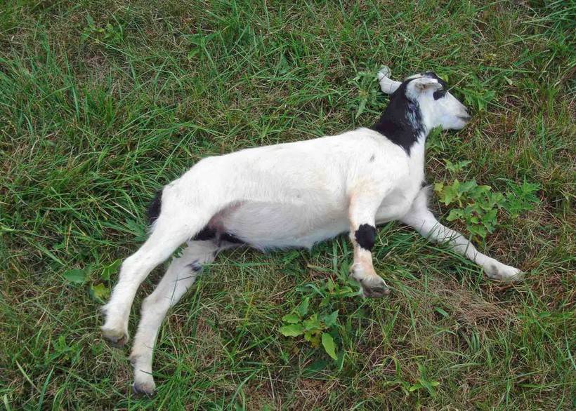 Порода коз которые при испуге притворяются мертвыми