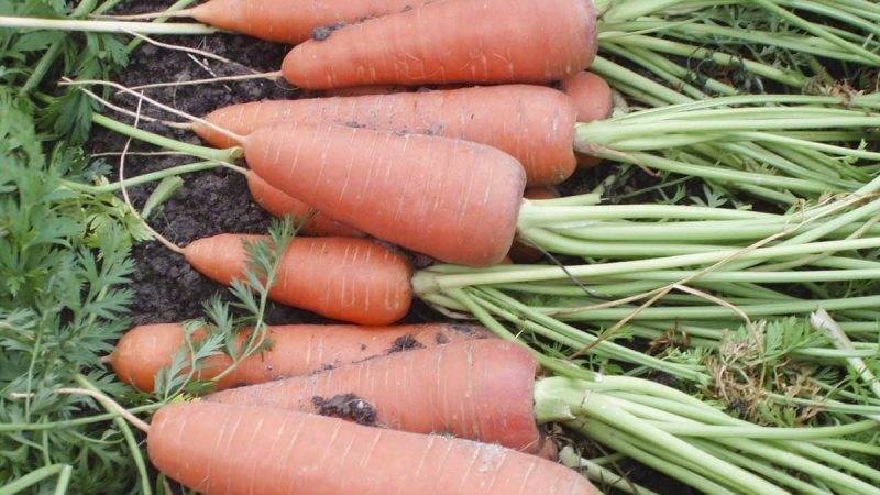 Голландские сорта моркови для средней полосы россии