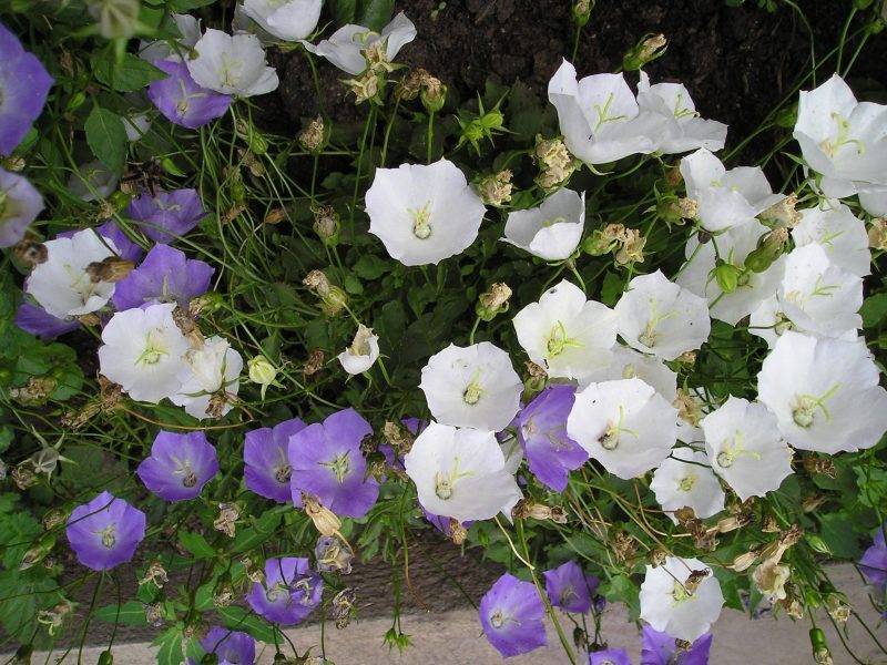Колокольчик садовый многолетний: посадка и уход цветка