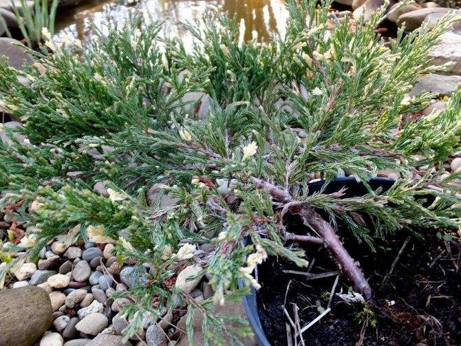Можжевельник казацкий вариегата (variegata): описание, фото, отзывы, посадка и уход