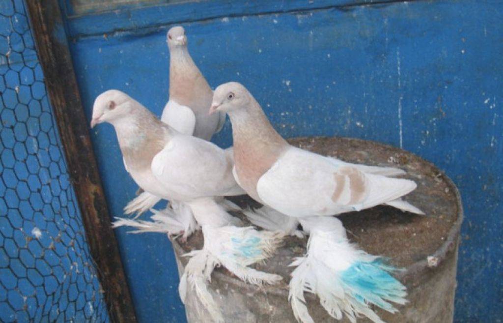 Узбекские голуби: основные виды голубей-узбеков, описание, продажа пернатых