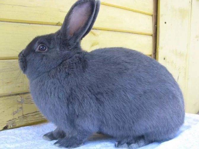 Венский голубой кролик: характеристика порода, фото, правила содержания и разведения, отзывы