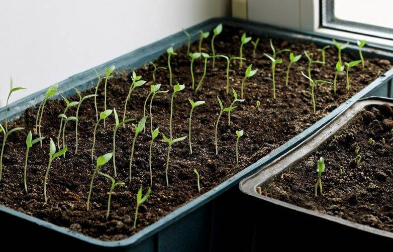 Как самому вырастить белые баклажаны? от посева на рассаду до урожая