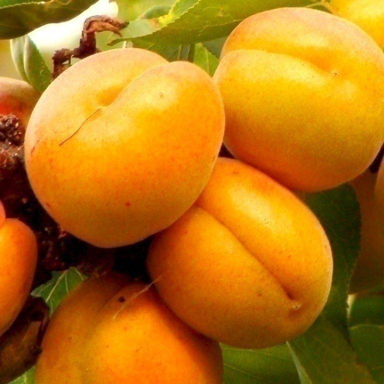 Описание сорта абрикос «манитоба»