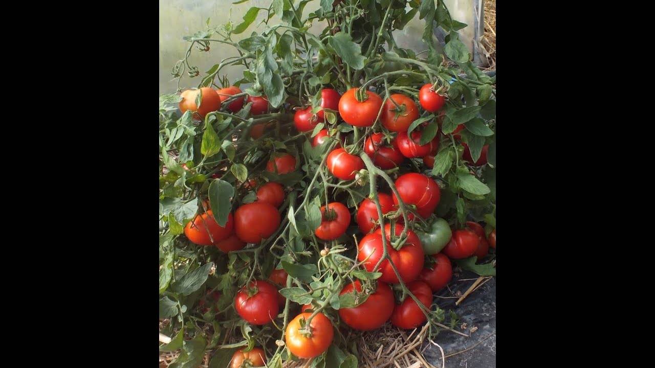 Редкие томаты «Монгольский карлик» — описание сорта