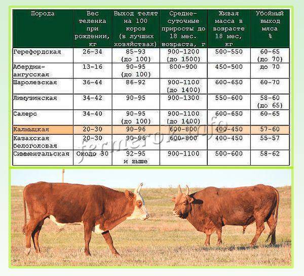 Откорм бычков на мясо: рацион и технологии