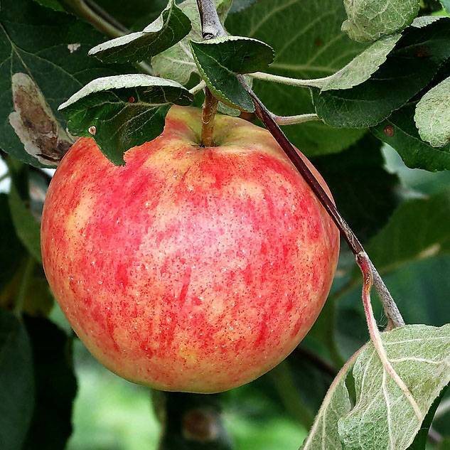 Яблоня башкирская красавица: описание, фото, отзывы садоводов