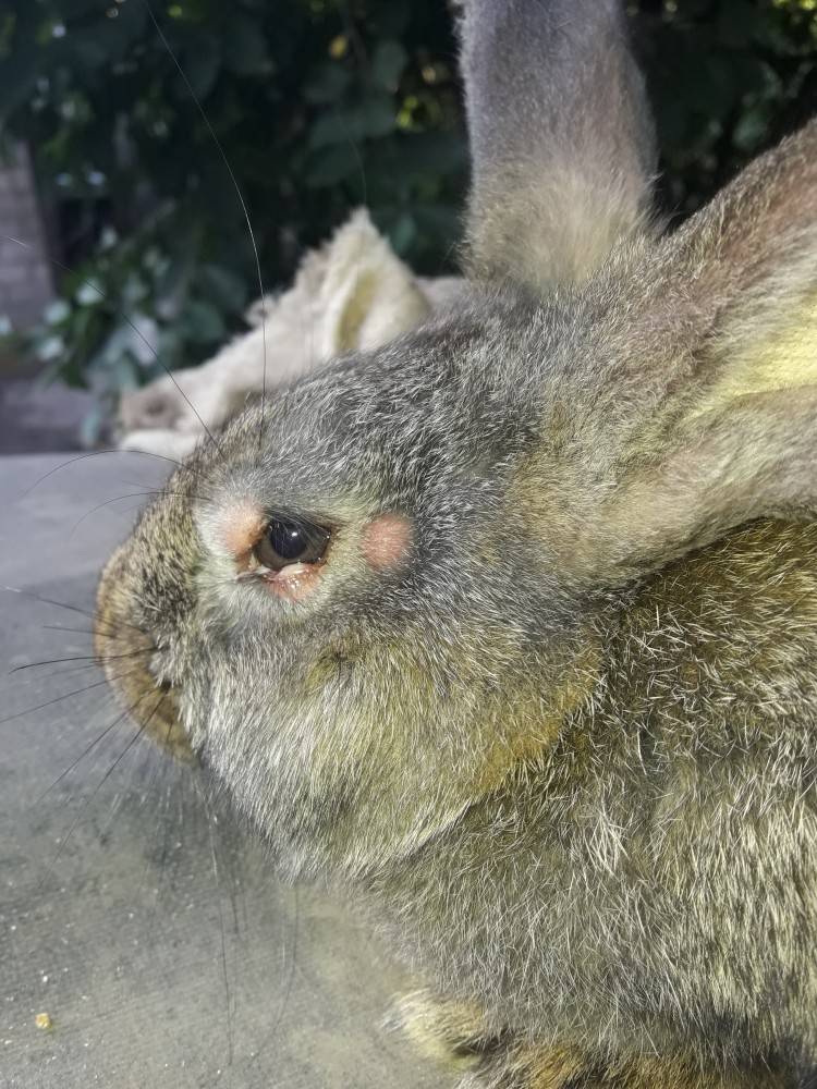 Инфекционные и неинфекционный болезни кроликов | сеть ветеринарных клиник «ветус»