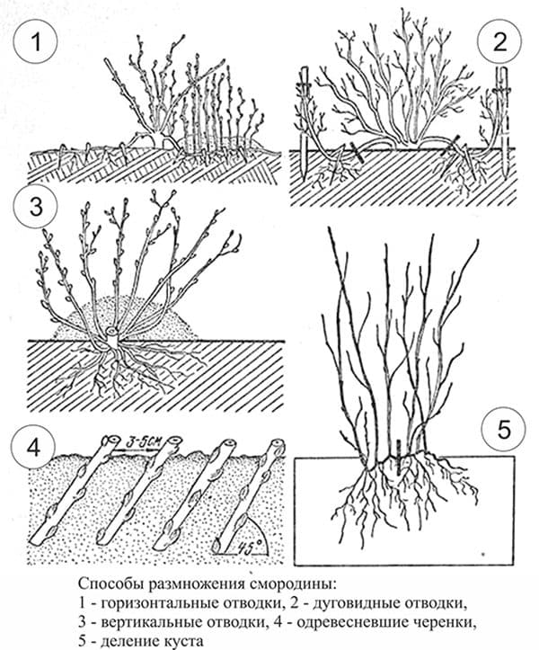 Схема посадки смородины черной друг от друга
