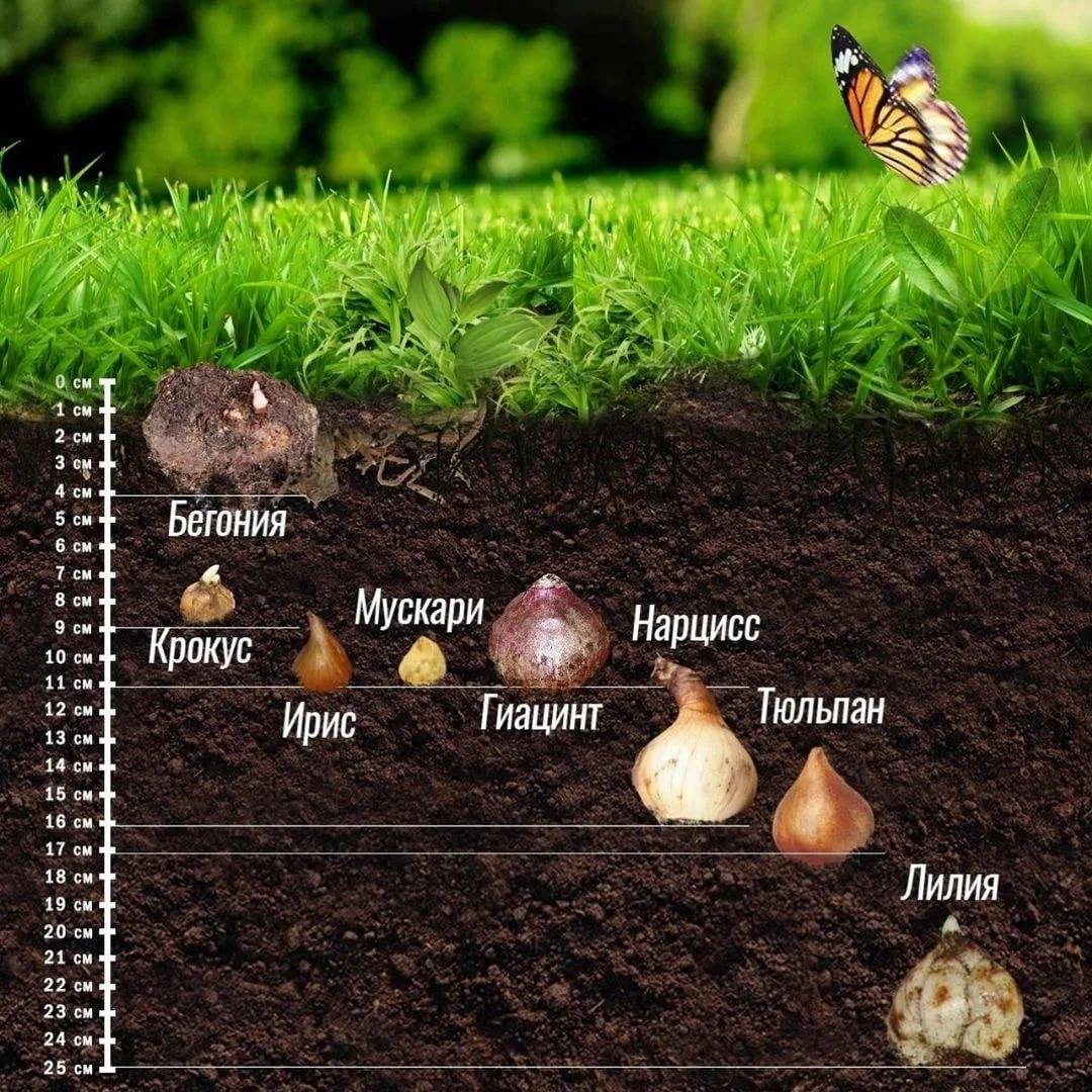 Секреты осенней посадки луковиц тюльпанов
