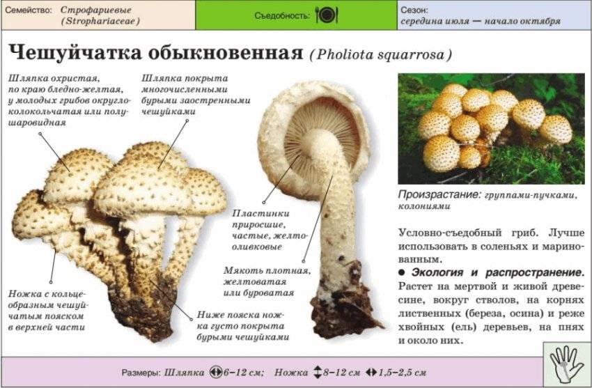 Королевские опята: съедобные или нет, фото, видео и описание вида, где растут осенние грибы