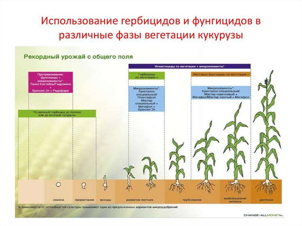 Фазы роста кукурузы в картинках