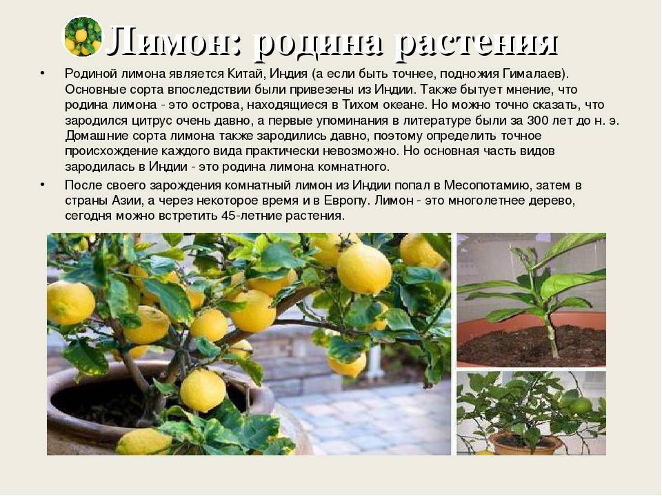 Лимон юбилейный описание сорта фото