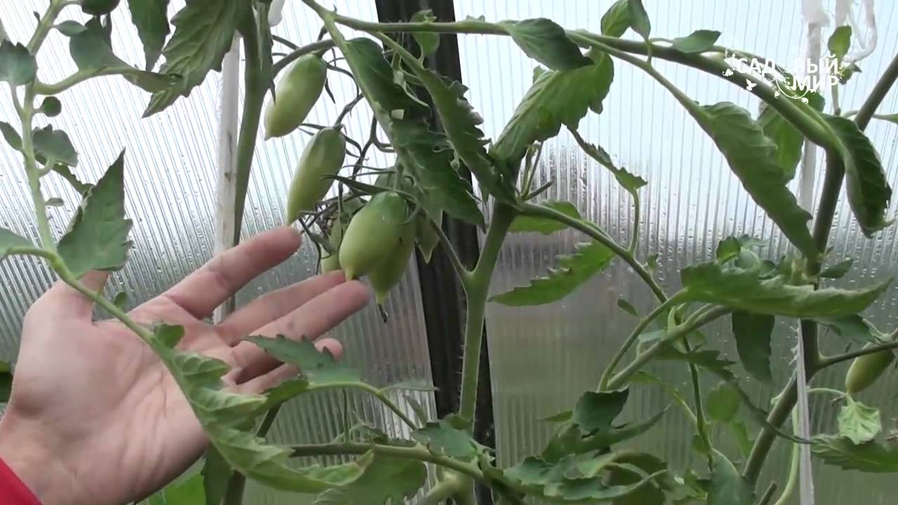 Ожог листьев томатов в теплице фото и их