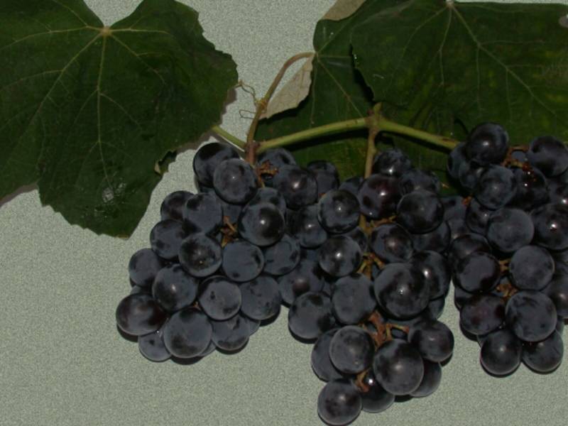 Виноград изабелла — описание сорта, полезные свойства и вред