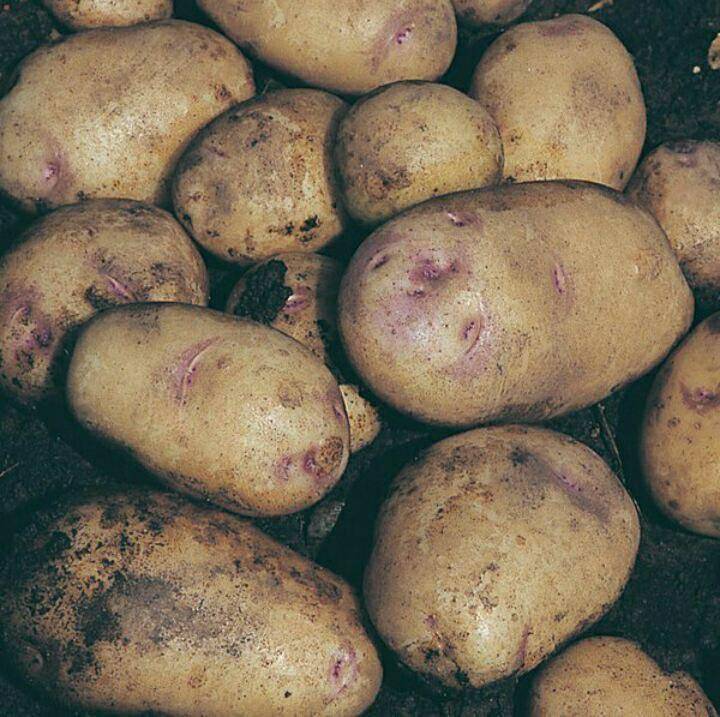 Сорта картофеля с фиолетовой кожурой