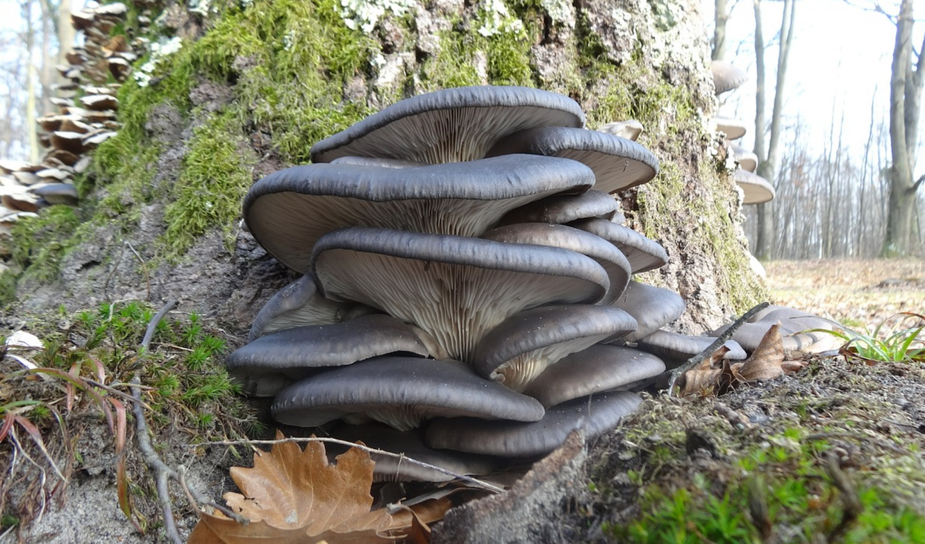 Вешенки грибы как растут в лесу фото