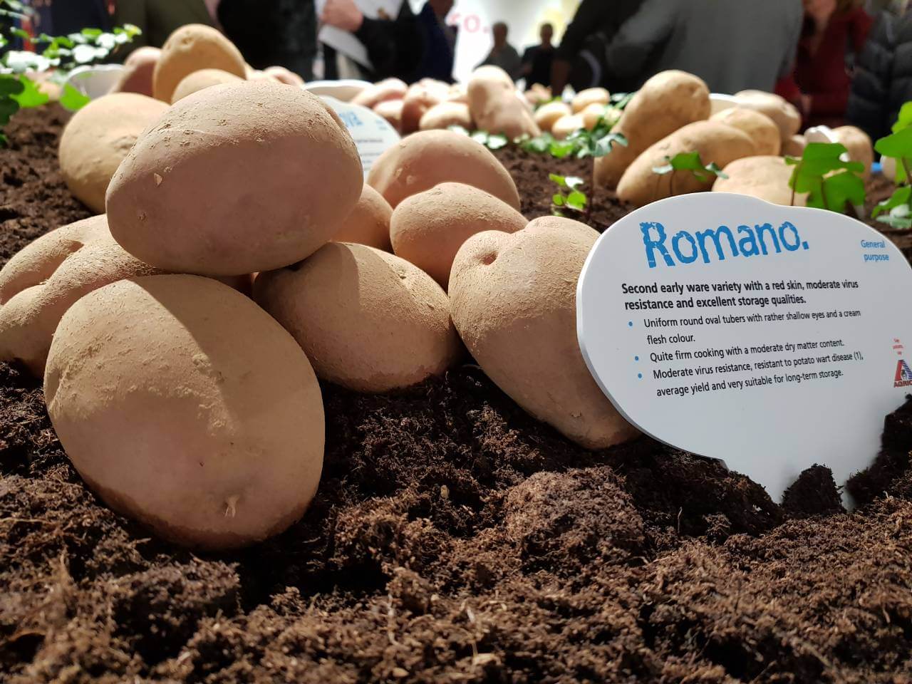 Характеристика сорта картофеля Романо
