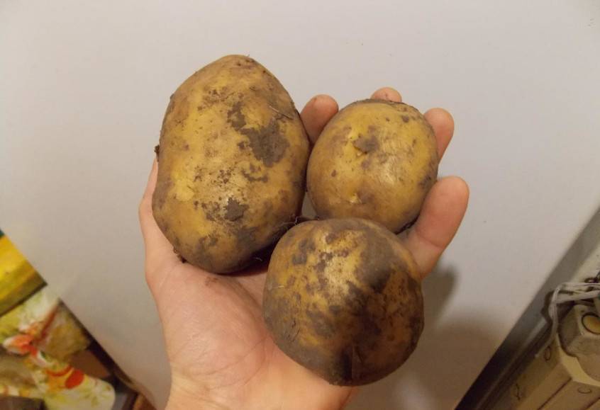 Сорт картофеля санте: описание, фото, характеристика и отзывы, а также особенности выращивания