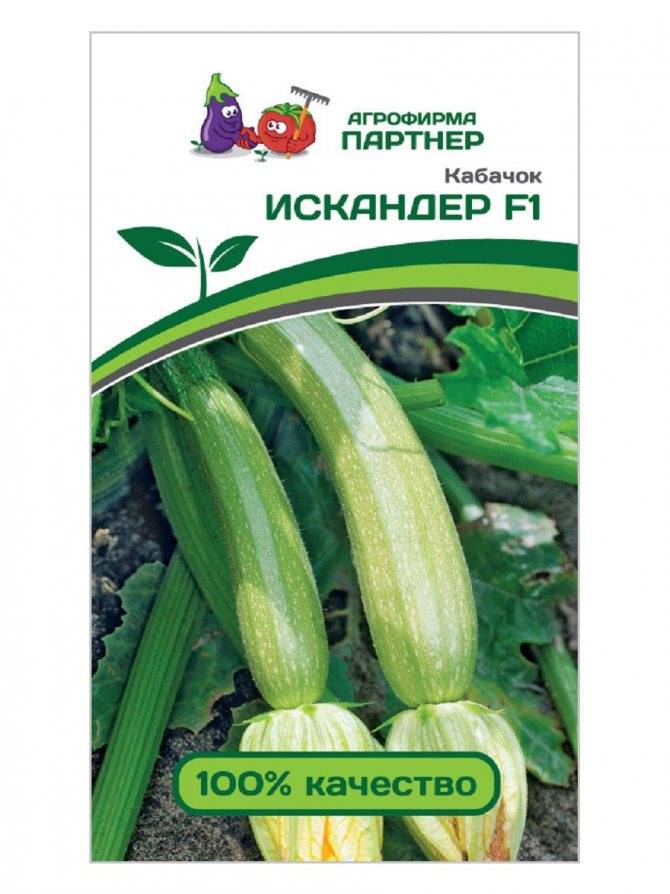 Кабачок искандер f1: отзывы, фото куста, описание и характеристика сорта, урожайность