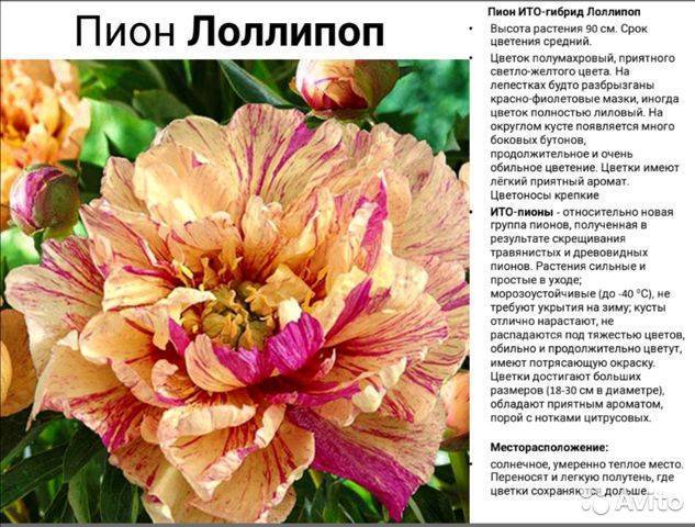 Ито гибриды пионов: посадка и уход за растениями весной и осенью, описание известных гибридных сортов с фото и отзывы садоводов, а также о размножении