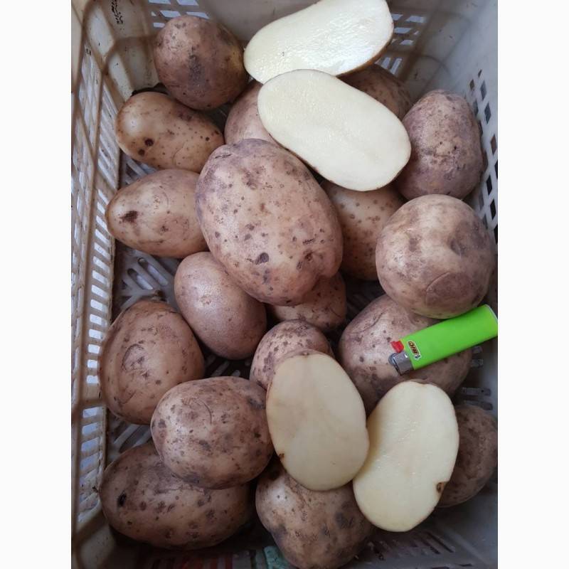 Характеристика сорта картофеля ажур: описание, отзывы садоводов